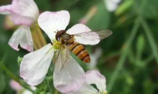 蜗牛吃蚯蚓 蜗牛吃蚯蚓