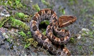 中国哪个省毒蛇最多 中国哪个省毒蛇最多